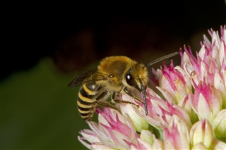 Ivy bee male feeding on sedum
