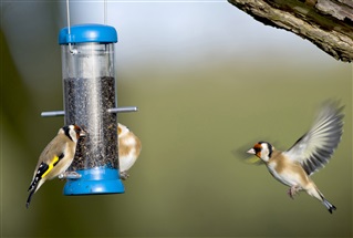 Goldfinch feeding from a garden feeder