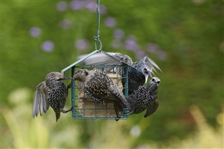 European starling group of birds feeding on RSPB dual suet feeder in garden