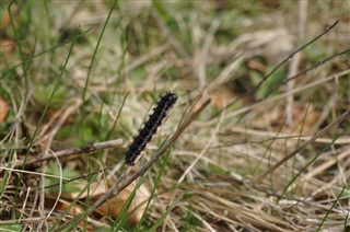 Marsh fritillary caterpillar warming in the morning sun by Patrick Cashman
