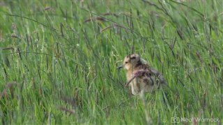 Curlew chick in long grass