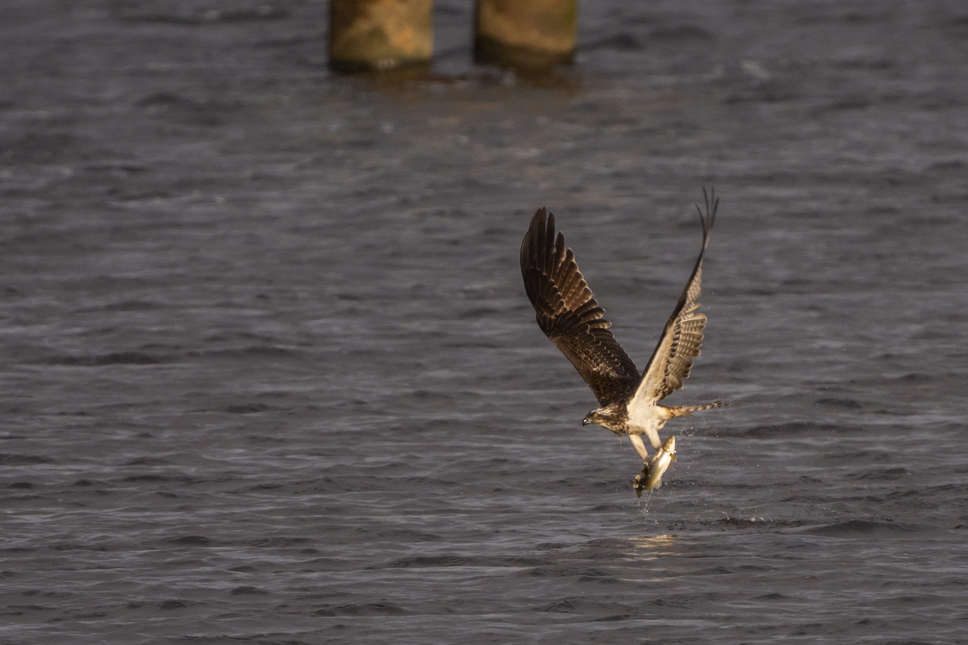 Osprey over water with trout 