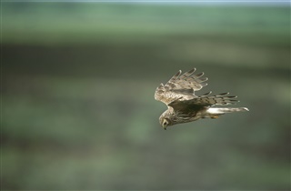 Hen harrier Circus cyaneus, adult female in flight, hunting, Loch Gruinart RSPB reserve, Islay, June 2002 (Andy Hay)