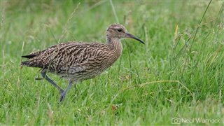 Curlew standing in a grassy field