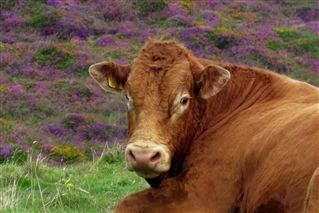 Cow on Rathlin Island