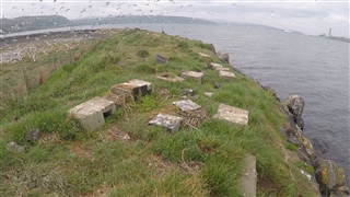 Roseate tern boxes in grass