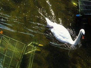 Swan in polluted river