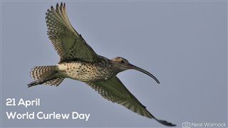 Curlew in flight wings outstretched against a clear blue sky