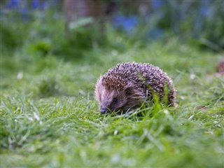 Hedgehog by Eleanor Bentall (rspb-images.com)