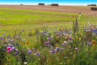 Wildflower borders along farm fields