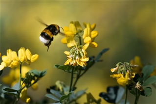 Bumble bee in field