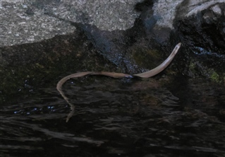 Slow worm behaviour - All creatures. - Wildlife - The RSPB