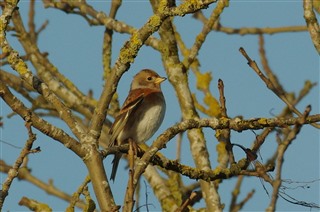 Is this a Linnet?