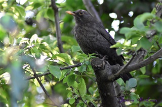 Mrs B (female blackbird) on a tree branch