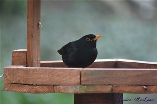 Mr B (male blackbird) getting some food before going back to guard duty