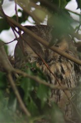 Long-eared owl DL