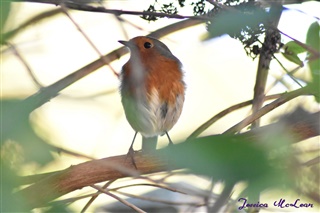 Robin sat on a branch looking all proud