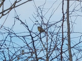 Greenfinch 