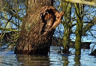 Tawny Owl amongst flooding