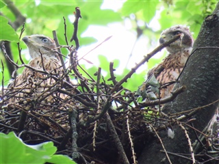 Greetings from this two Goshawk Youngsters(m) to the Peregrines 