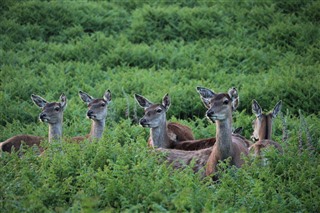 Red deer hinds on the Isle of Wight