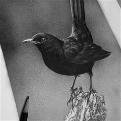 Blackbird Drawing