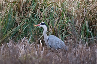 Heron