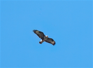 Marsh Harrier