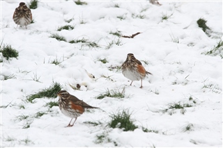 Redwings in the snow