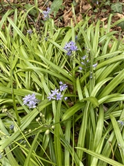 Here are the squill
