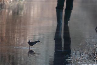Photo of a Water Rail on a flooded path at RSPB Leighton Moss nature reserve