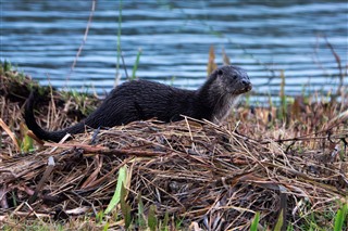 Photo of an Otter at RSPB Leighton Moss nature reserve