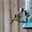 Goldfinch Stevy
