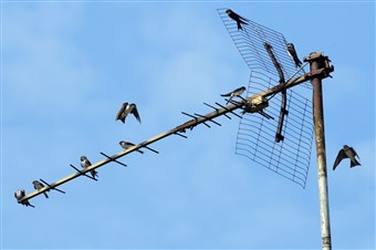 House martin adults and young gathering on a TV aerial in preparation for migration