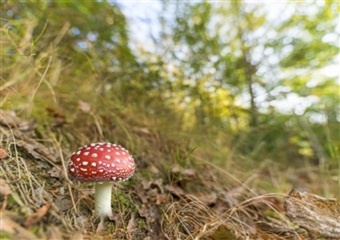  A picture of red and white Fly Agaric toadstools in woodland