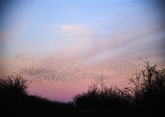  A picture of Starling Murmurations at dusk with blue and pink hue in the sky and silhouette trees