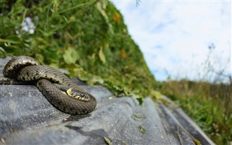 Grass snake (Natrix natrix) basking in the sun
