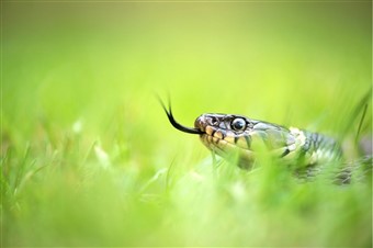 An adult grass snake flicking its tongue out