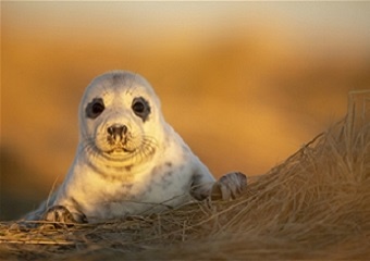  A picture of a Grey Seal on an orange background