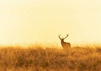  A picture of a red deer stag on a  moor