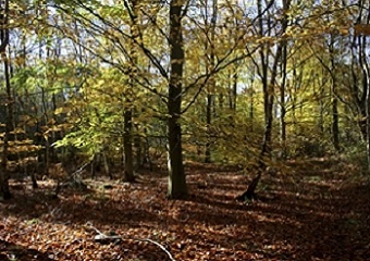  A picture of  beech, hazel and dogwood trees in woodland