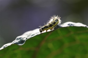 Large white butterfly caterpillar