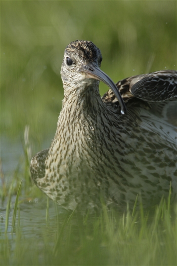 A close up of a curlew bathing at the edge of a pool