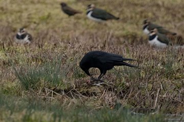 Crow with a snipe by Bernard Bradshaw