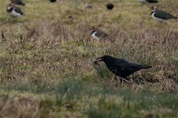 This crow moved sections and hide them around the Purfleet scrape, picture by Bernard Bradshaw
