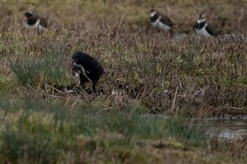 The crow bringing the snipe onto land by Bernard Bradshaw