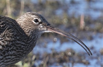 Close up picture of a Curlew by Martin Campbell