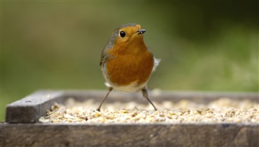 Robin on bird table in garden