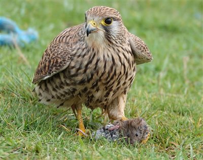 Kestrel, a bird of prey, sitting on the ground - but Andy Tweed
