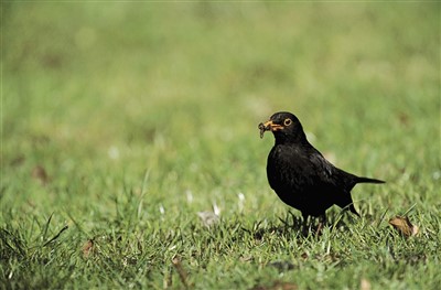 blackbird with insect in mouth